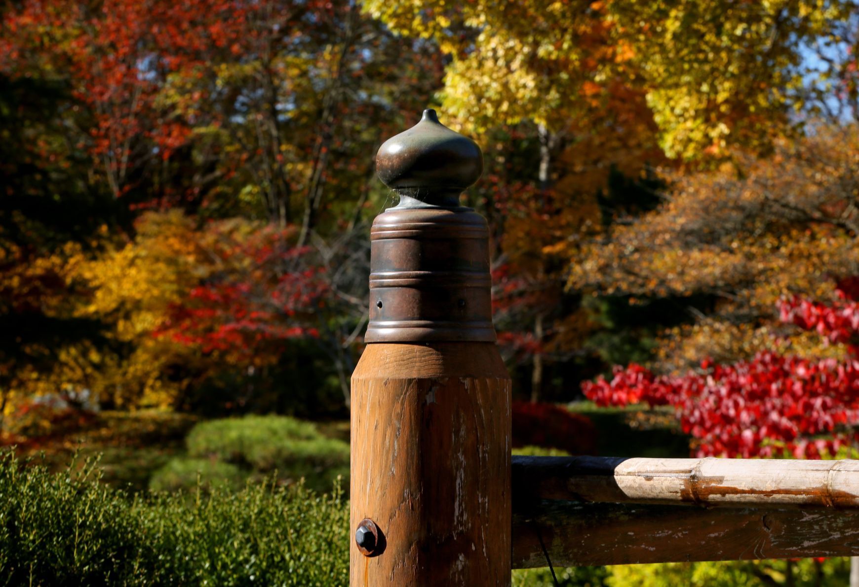 Fall colors remain at MoBot during final days of tree week
